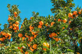 4. Oranges: A Citrus Burst of Folate