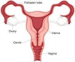 2. Cervix