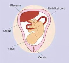 7. Placenta